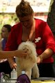 2012-07-01 B & B - Bedlington & Bichon Fun Day (72)_1000x1500